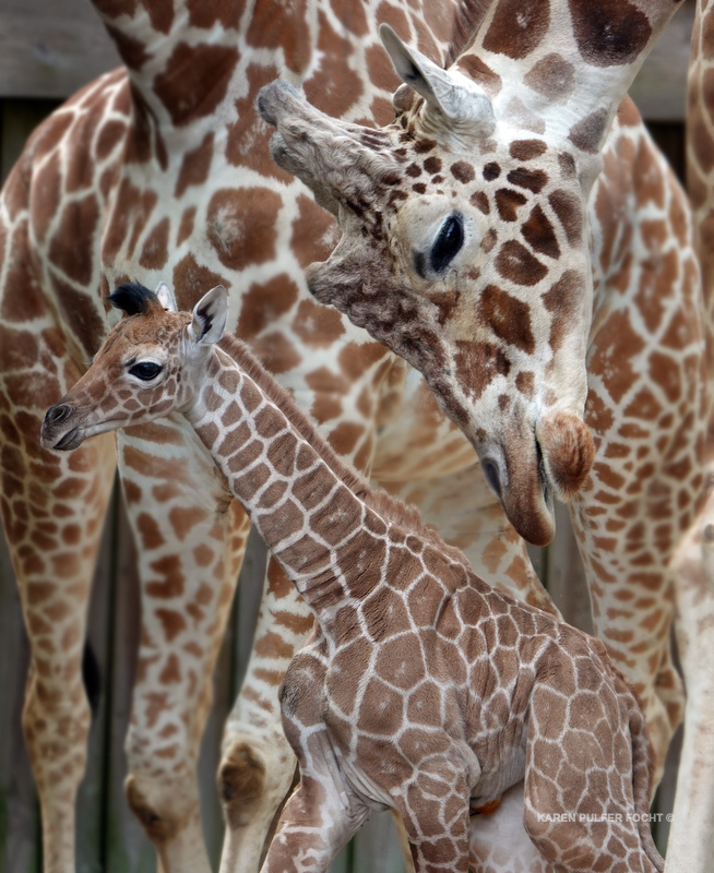 04122019 Memphis Zoo  kpf05.JPG