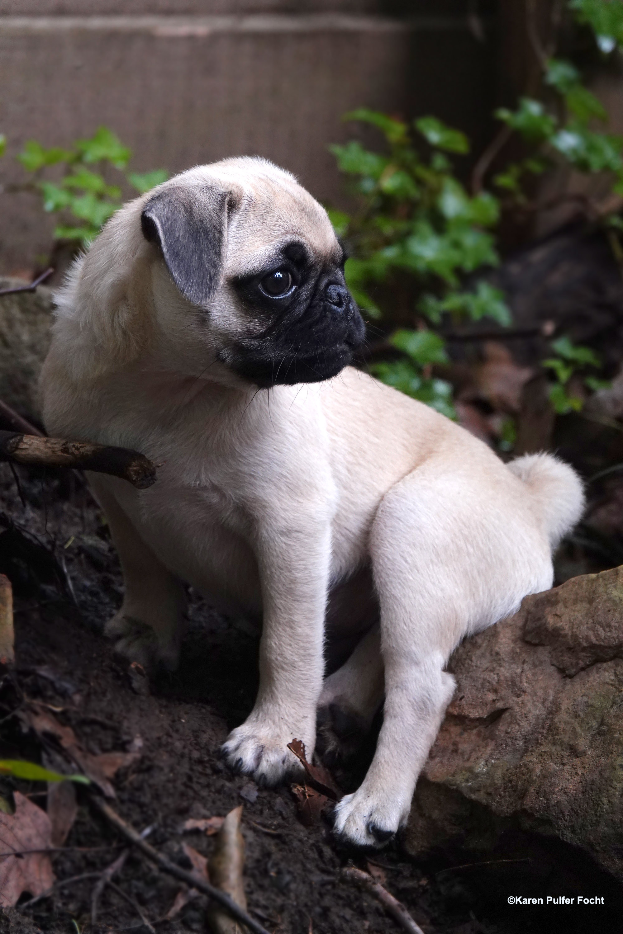 08032019 Pug Puppy Stanley © FOCHT 006a.JPG