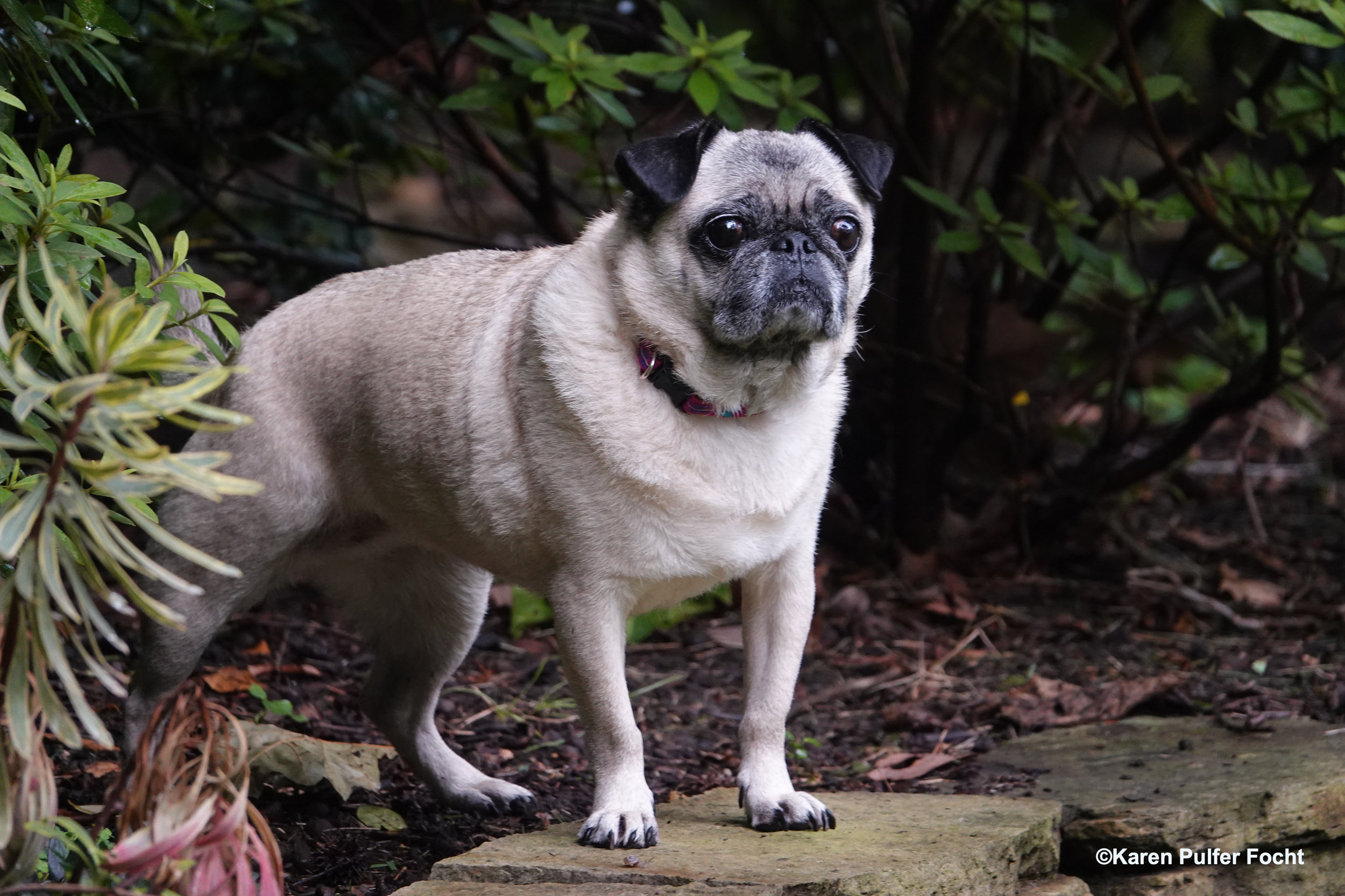 08032019 Pug Puppy Stanley © FOCHT 010.JPG