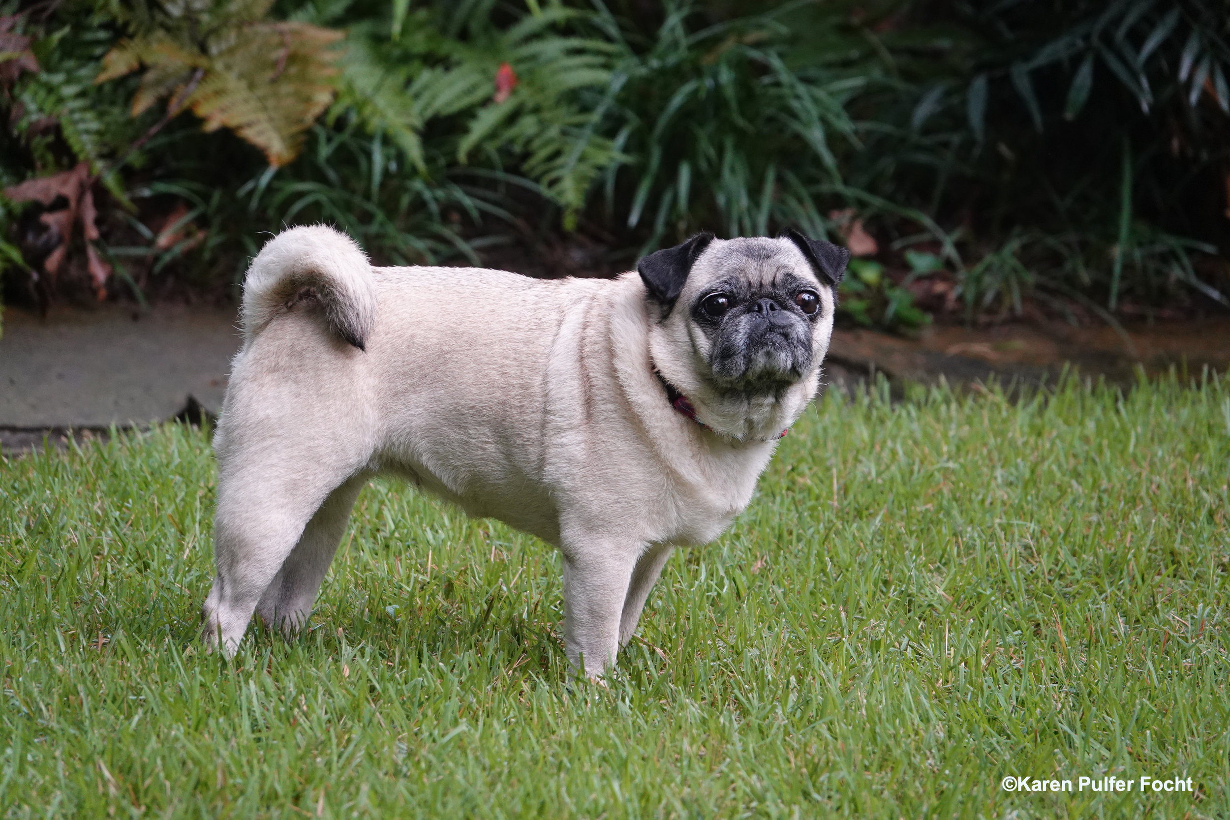 08032019 Pug Puppy Stanley © FOCHT 024.JPG