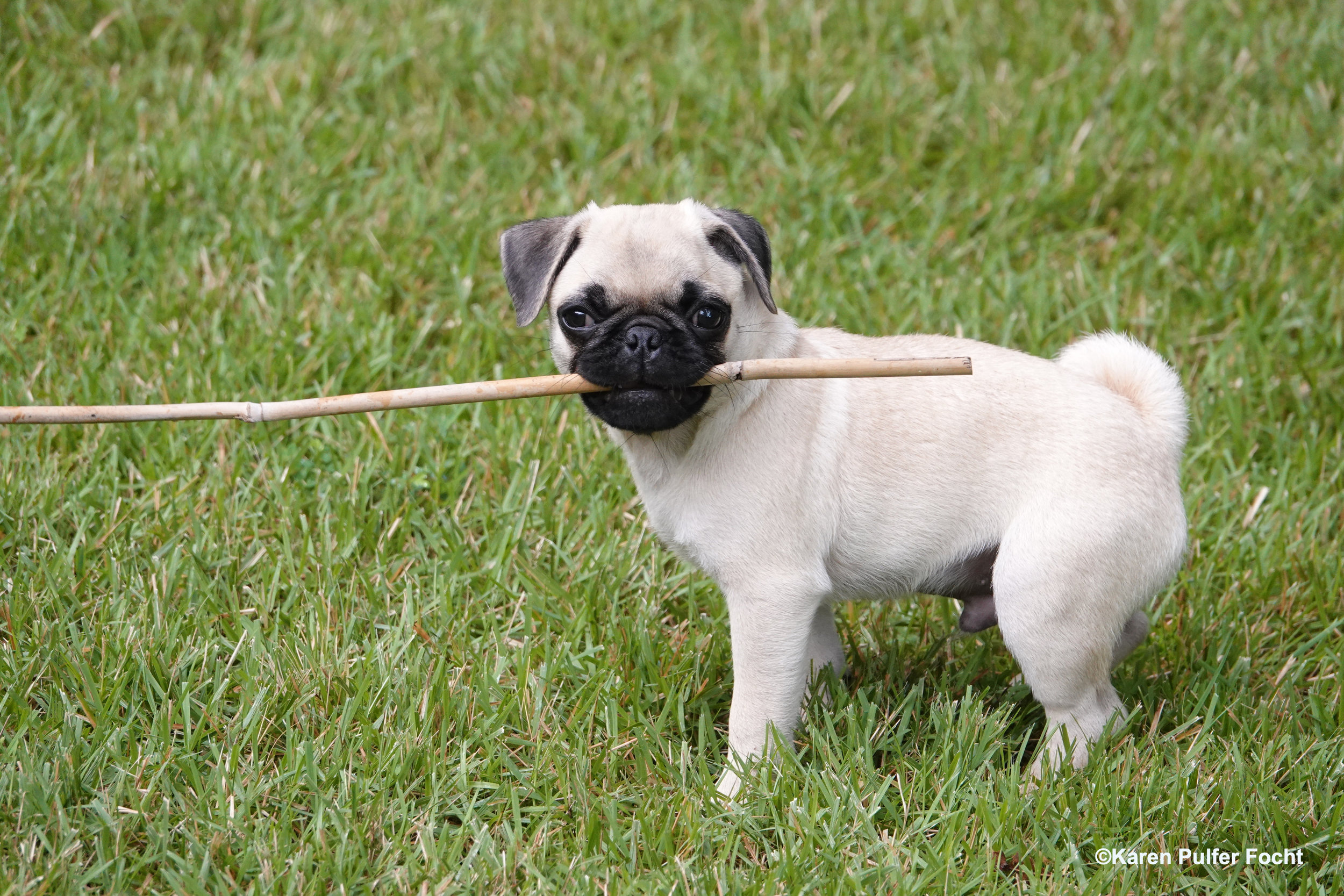 08032019 Pug Puppy Stanley © FOCHT 019.JPG