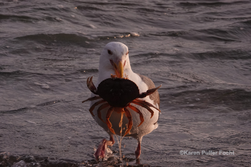 07182019 Pacific City  © 482.JPG