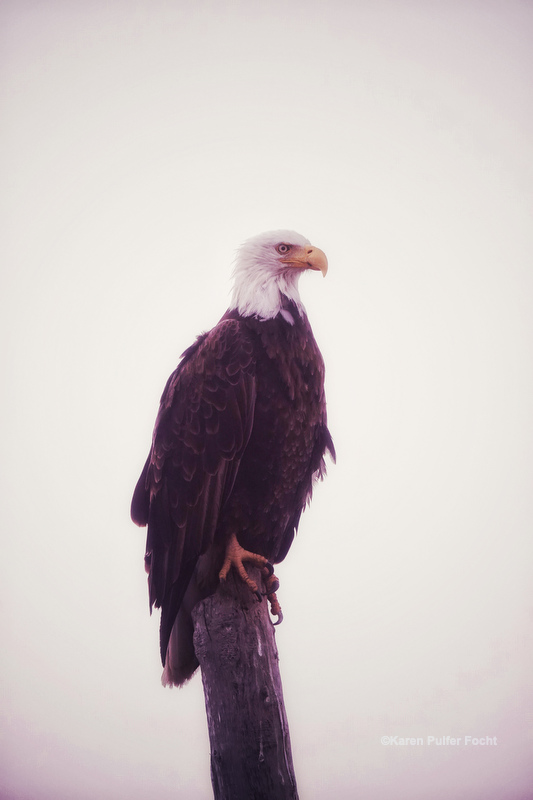 07202019 Bald Eagle © Focht 129.JPG