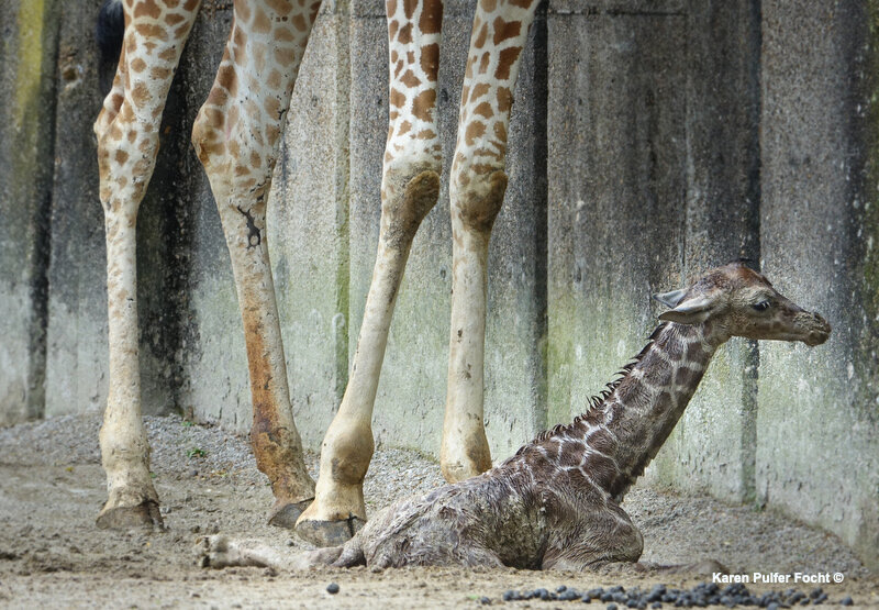 ©Focht- Baby Giraffe 04032017- 063A.JPG