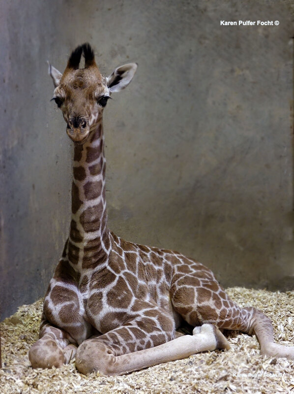 ©Focht- Memphis Zoo 04172017 Giraffe 001 PSA.JPG