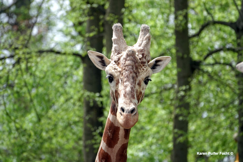 04122019 Memphis Zoo  kpf09.JPG