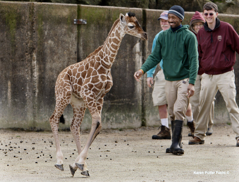 Memphis Zoo Giraffes © FOCHT 135.JPG