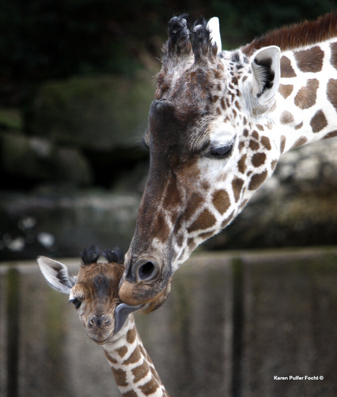 Memphis Zoo Giraffes © FOCHT 136.JPG
