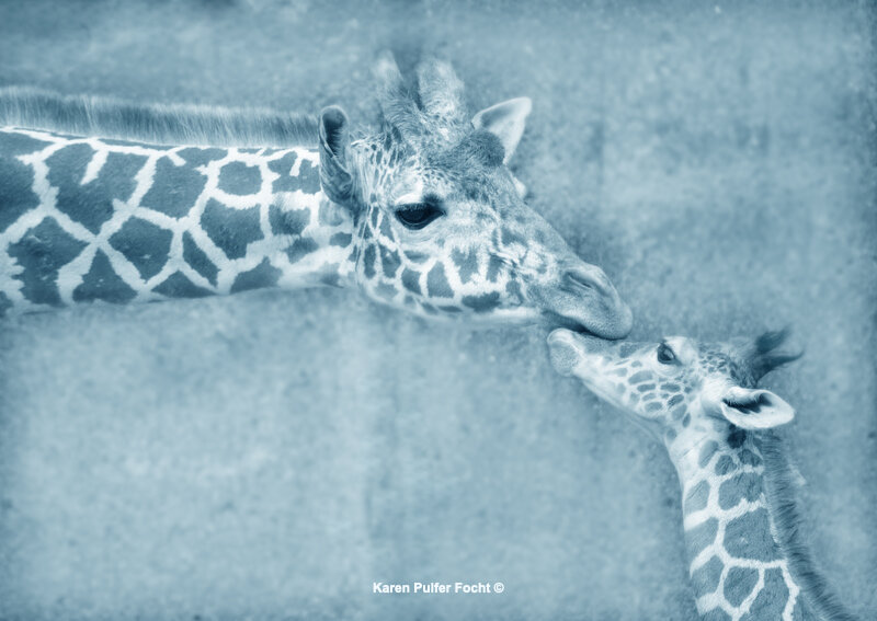 Memphis Zoo Giraffes © FOCHT 138.JPG