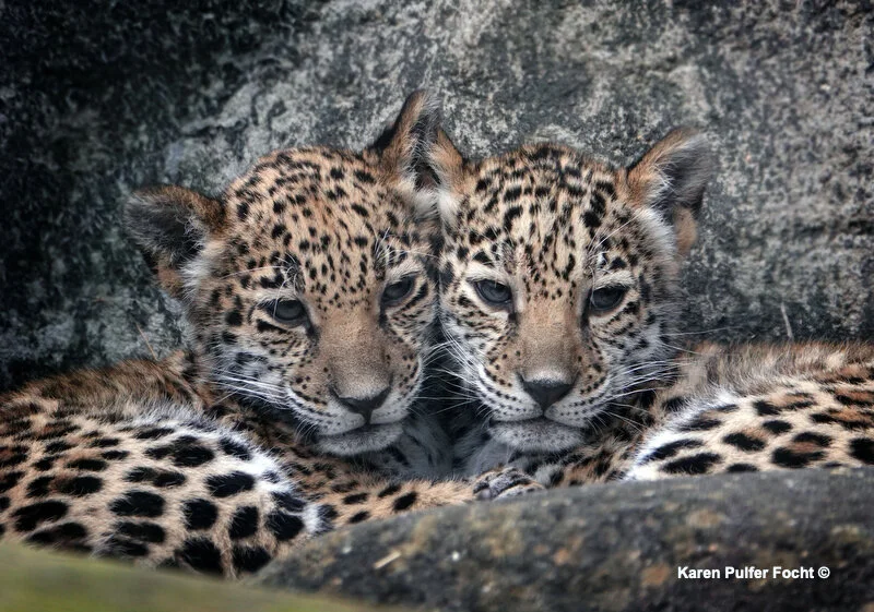 Baby Jaguar Cubs born at Memphis Zoo — KAREN PULFER FOCHT Photojournalist