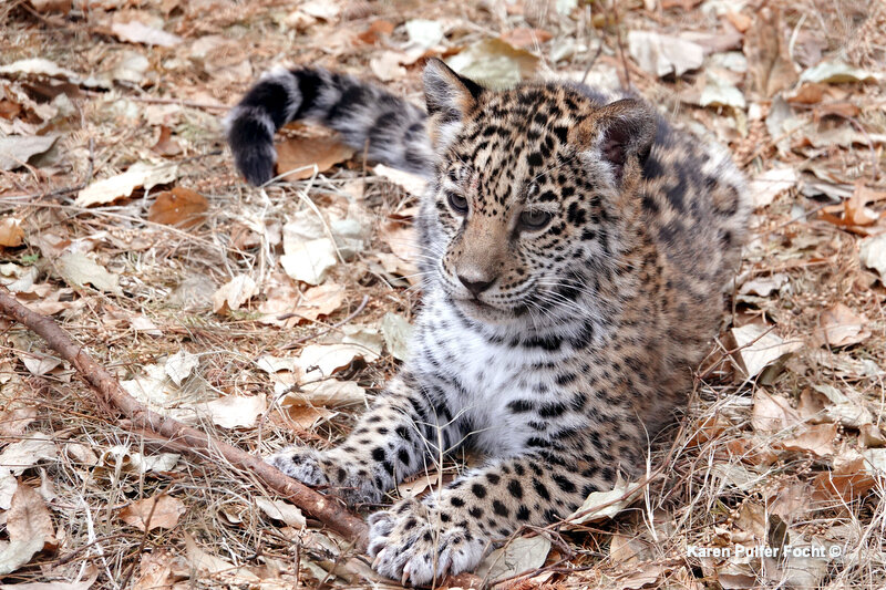 12052019 Baby Jaguars © Focht 143.JPG