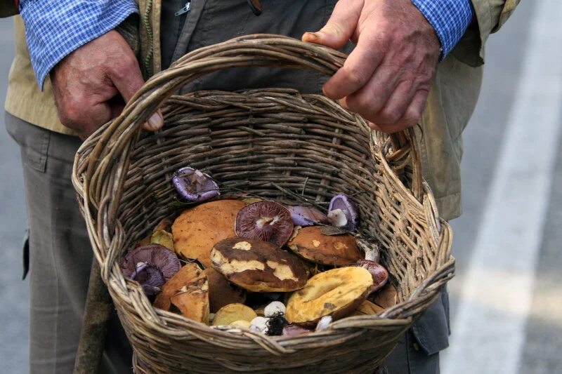 Mushroom Hunting 02.JPG