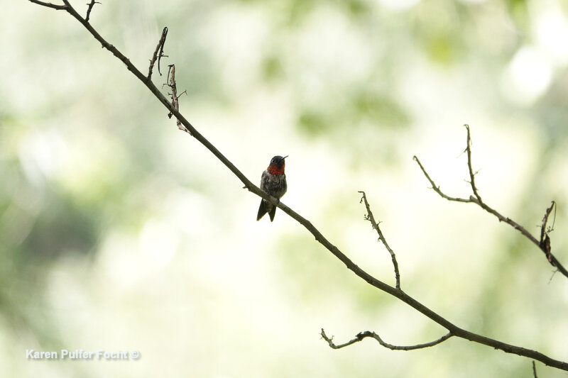 072722020 Hummingbirds ©Focht DM78.JPG