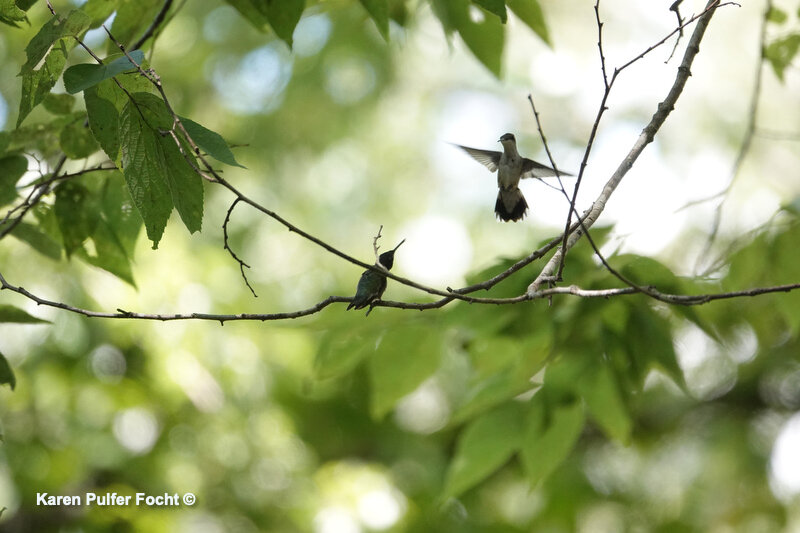 072722020 Hummingbirds ©Focht DM73.JPG