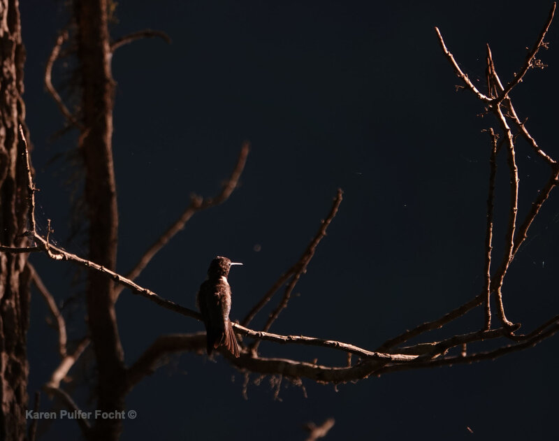 072722020 Hummingbirds ©Focht DM82aA.JPG