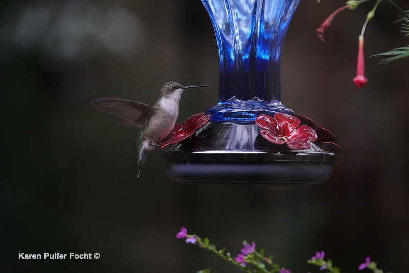 08302020 Hummingbird ©Focht 007.JPG