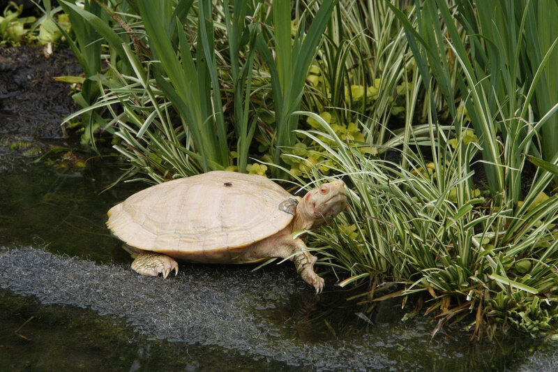 Memphis Zoo Albino Turtle ©Focht   .JPG