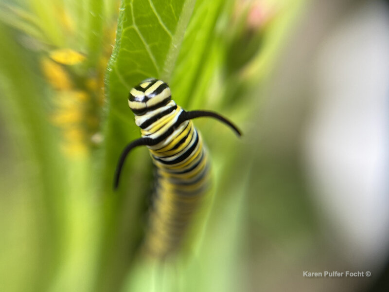 09192021 Monarch Milkweed 081 ©Focht .JPG