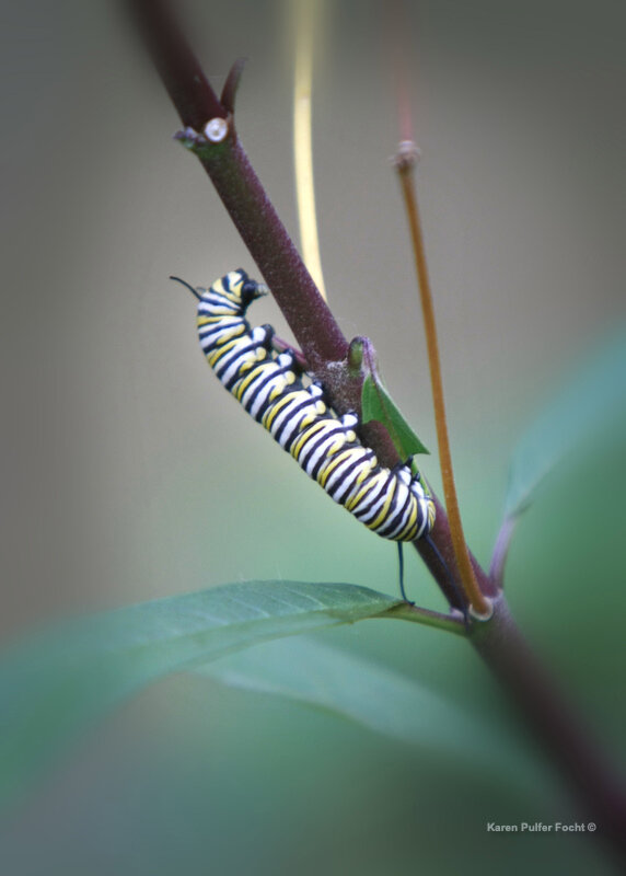 MONARCH BUTTERFLY ©Focht  018 .JPG