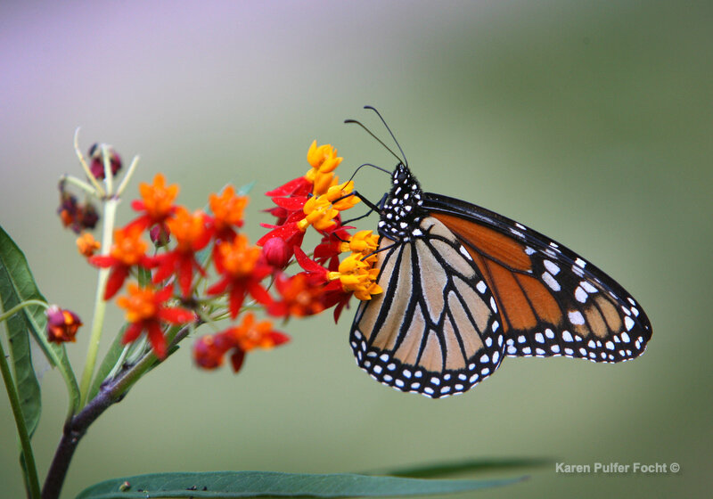 MONARCH BUTTERFLY ©Focht  020 .JPG