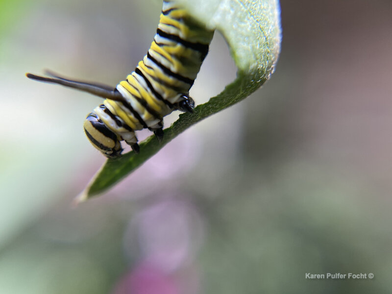 09192021 Monarch Milkweed 094 ©Focht .JPG