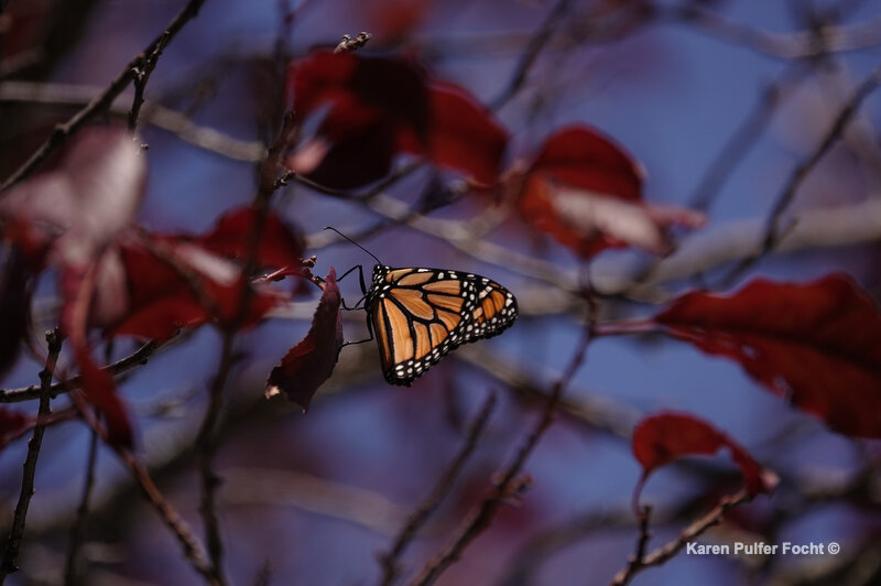 10082021 Butterfly Emerges ©Focht 024.JPG