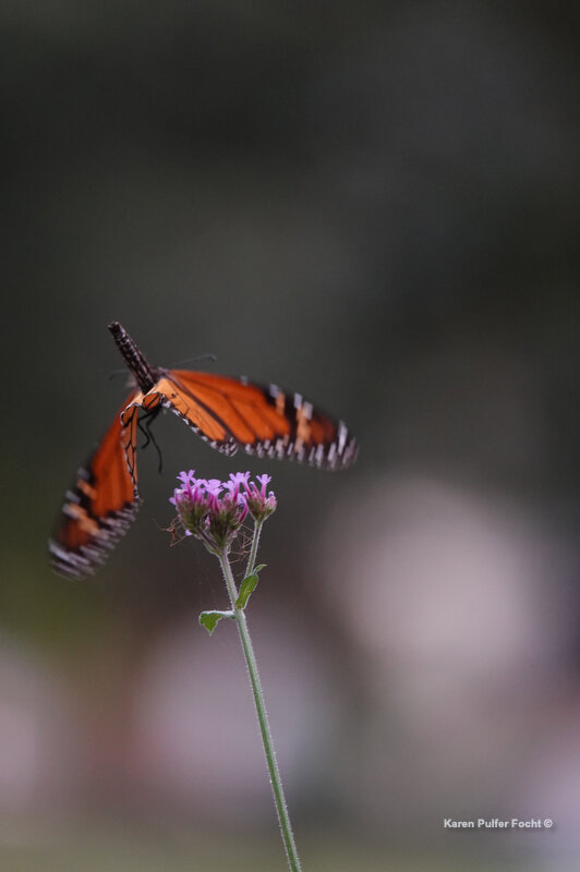 10142021 Monarch Butterfly ©Focht 020.JPG