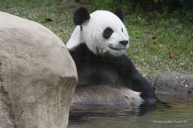 ©Focht Pandas Memphis Zoo02.JPG