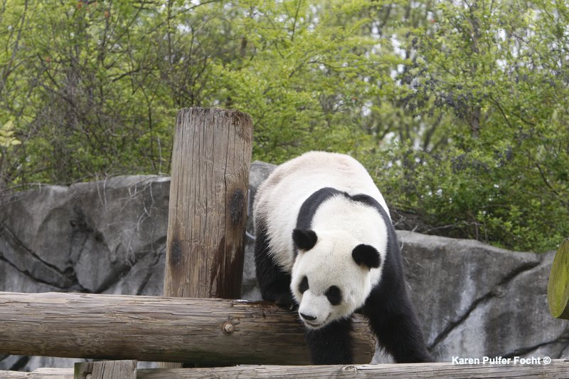 ©Focht Pandas Memphis Zoo04A.JPG