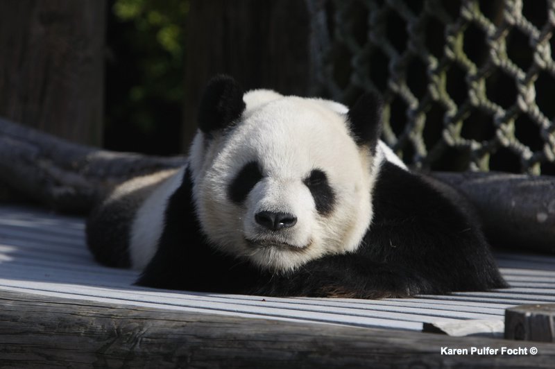©Focht Pandas Memphis Zoo09.JPG
