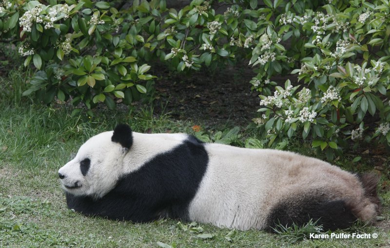 ©Focht Pandas Memphis Zoo07.JPG