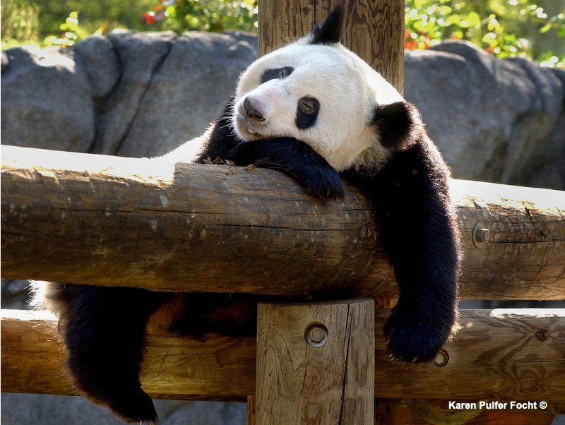 ©Focht Pandas Memphis Zoo10.JPG
