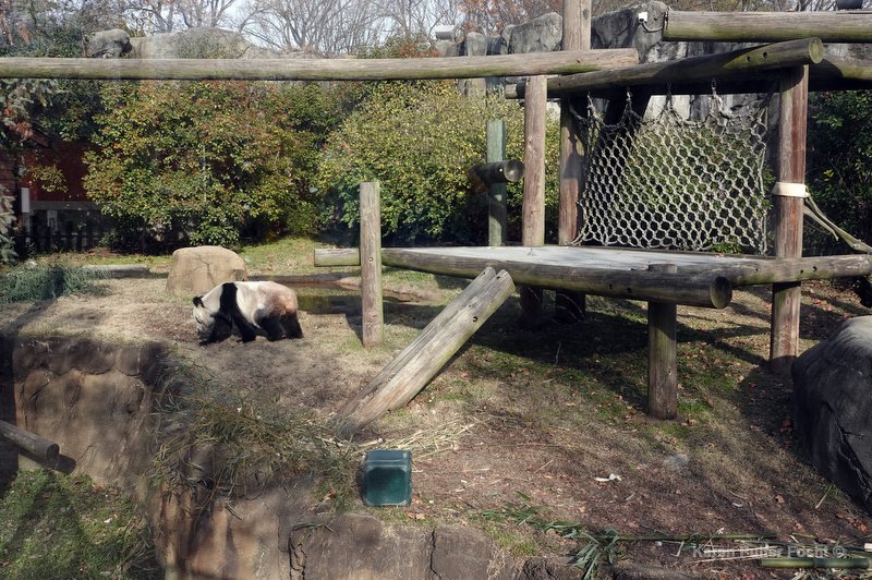 12212022 Memphis Zoo Pandas ©Focht 025.JPG
