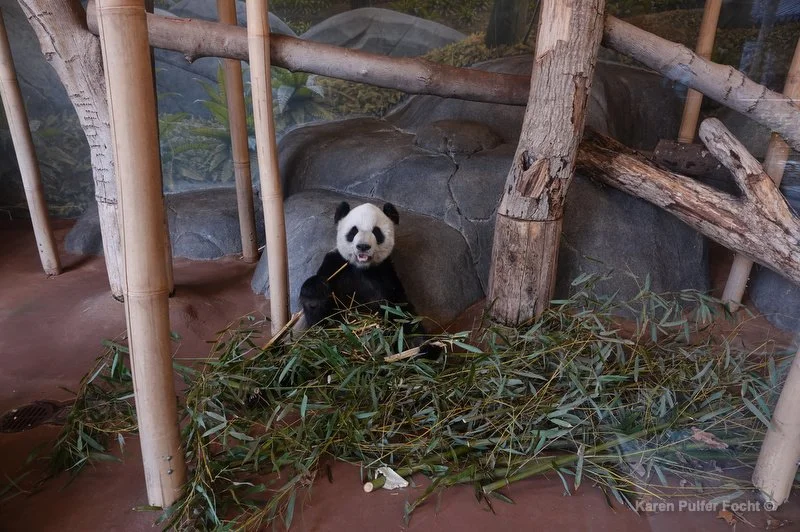 Giant Pandas Ya Ya and Le Le leaving Memphis Zoo — KAREN PULFER FOCHT Photojournalist