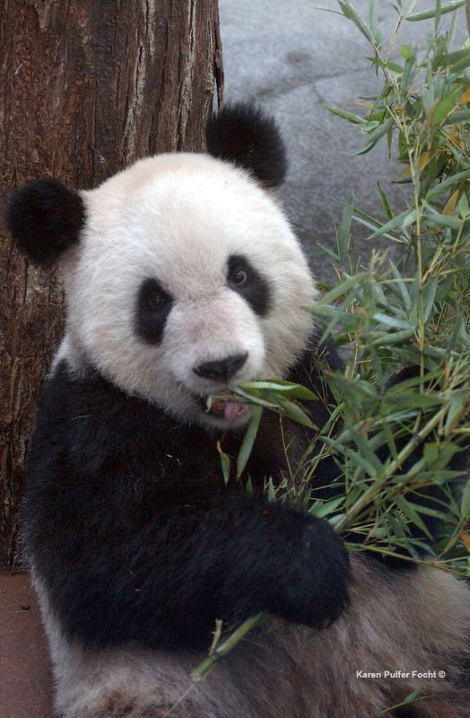 ©Focht Pandas Memphis Zoo06.JPG