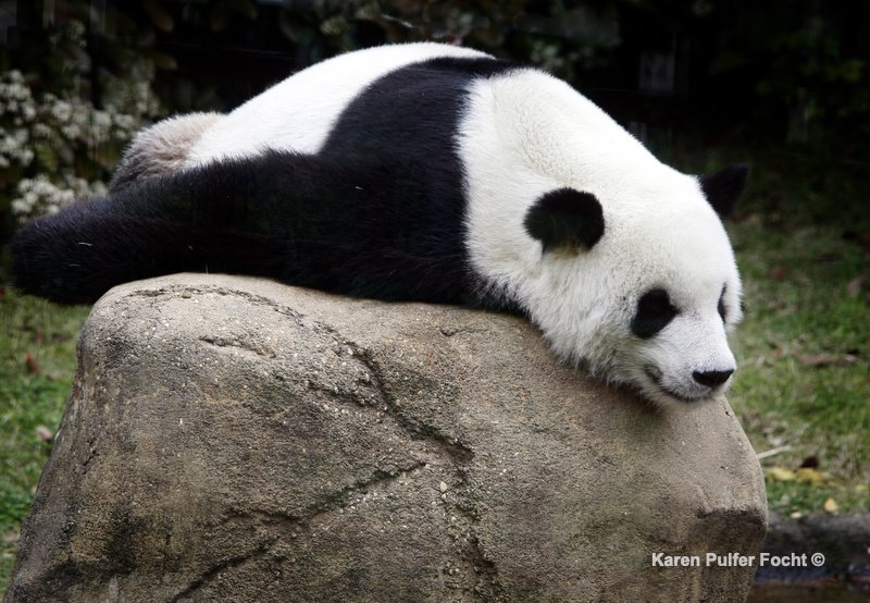 ©Focht Pandas Memphis Zoo00.JPG