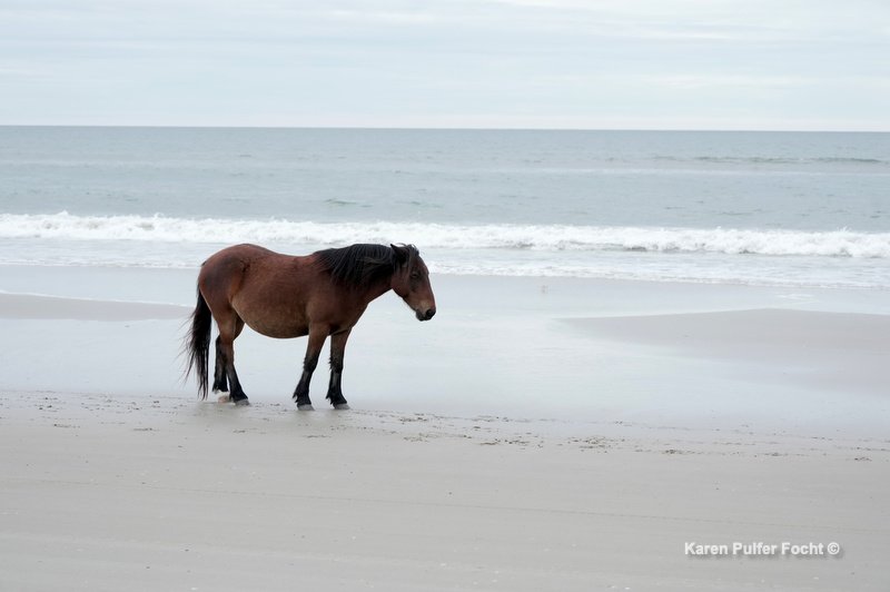 10232023 Outer Banks ©Focht z102.JPG