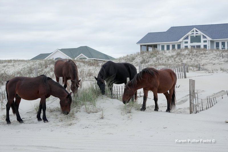 10232023 Outer Banks ©Focht z103.JPG