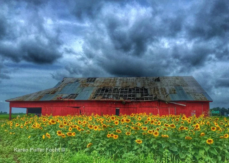 Sunflowers on a Rainy Day ©Focht.JPG