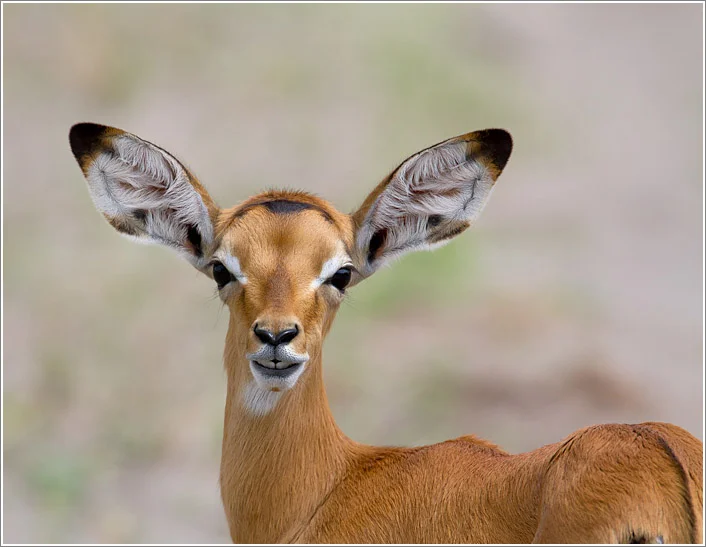 impala-4294.jpg