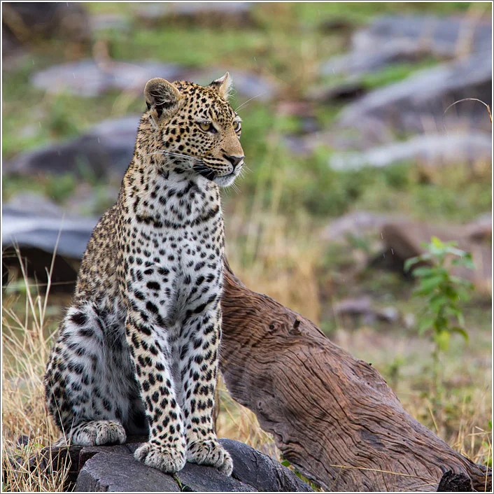 leopard-1.jpg