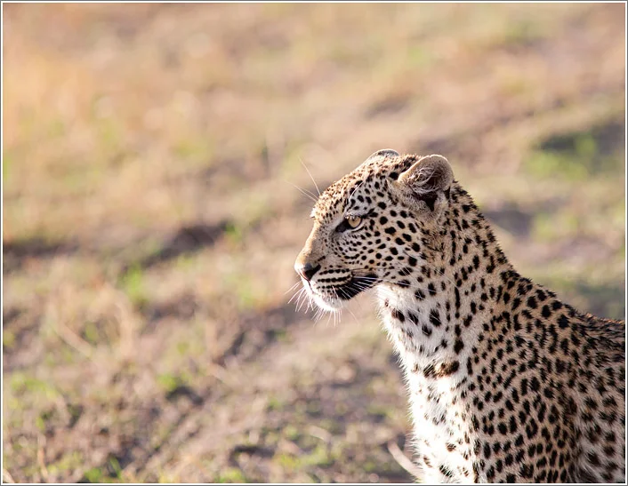 leopard-4.jpg