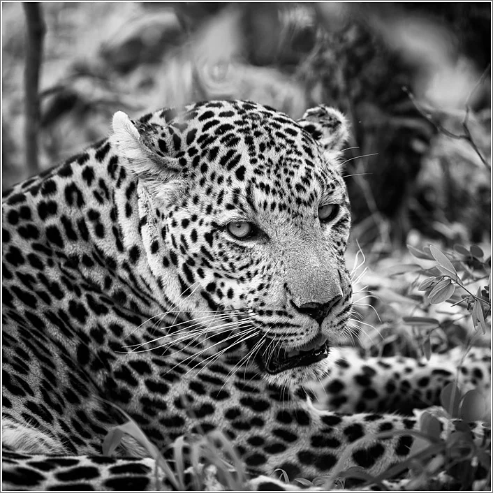 leopard-6.jpg