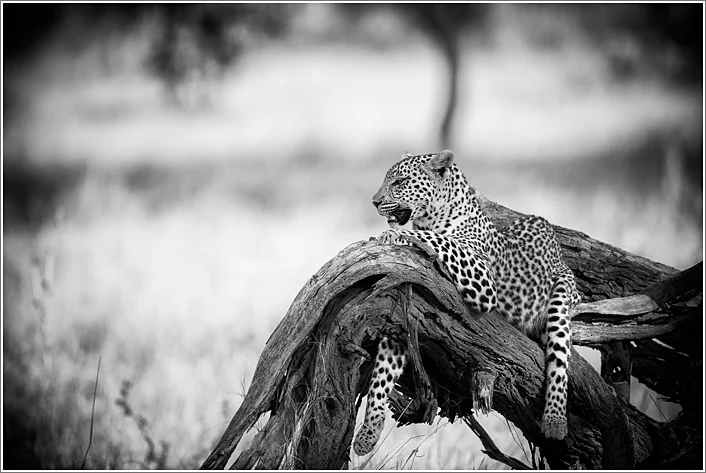 leopard-9.jpg
