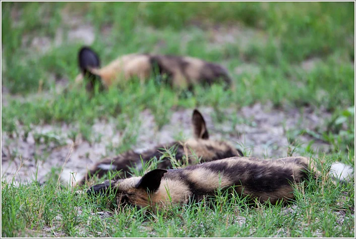 wild-dog-1.jpg