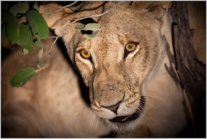 lion-8.jpg