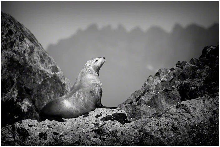 Canon 5Dmk2, Canon 500mm, ISO 3200, f6.3, 1/6400 sec