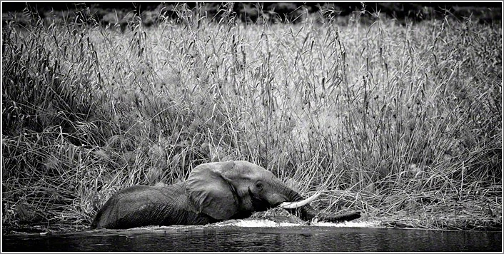 Canon 5D mkii, 300mm F4, f4.0, 1/2000, ISO500