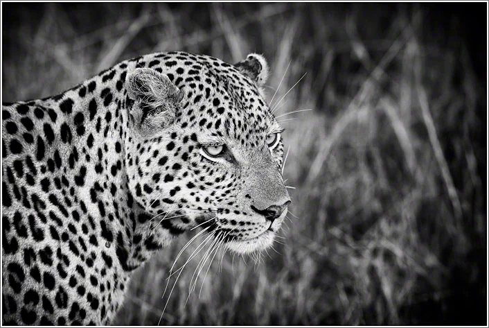 Canon 5D mkii, 300mm F4, f6.7, 1/350, ISO1000 