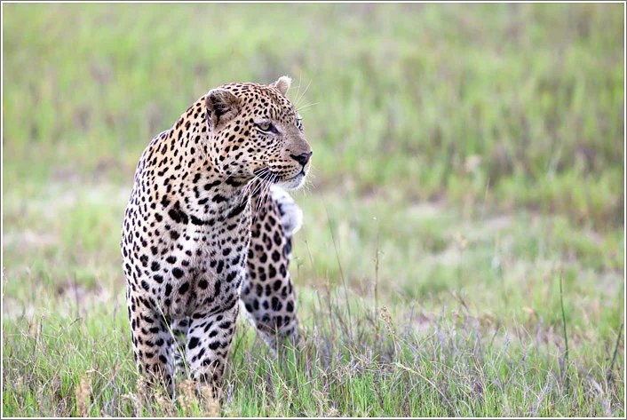 Canon 5D mkii, 300mm F4.0, f4.0, 1/250, ISO320
